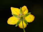 Whorled yellow loosestrife